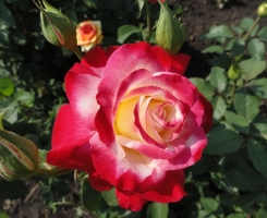 Роза чайно-гибридная Двойное удовольствие (Double Delight)