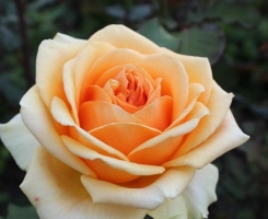 Роза флорибунда Гейша