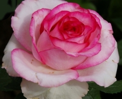 Роза чайно-гибридная Дольче Вита (Белла Вита, Dolce Vita, Bella Vita)