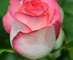 Роза чайно-гибридная Джумилия (Jumilia)