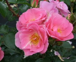 Роза неукрывная Пинк Робуста (Pink Robusta)