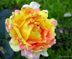 Роза парковая Роз де Систерсьен (Rose des Cisterciens)