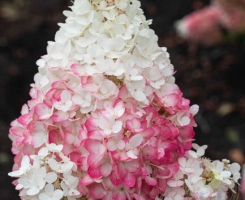 Гортензия метельчатая Strawberry Blossom (Строберри Блоссом) С3