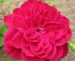 Роза парковая канадская Квадра (Quadra)