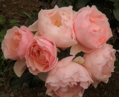 Роза флорибунда Жарден де Тюильри (Jardin des Tuileries)