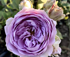 Роза японская плетистая Лавандовый Венок (Lavender Bouquet)