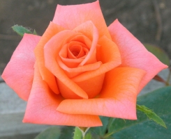 Роза чайно-гибридная Ламбада (Lambada)