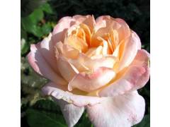 Роза чг Изабель ОТИСЬЕ (ж-роз, 120см) с4