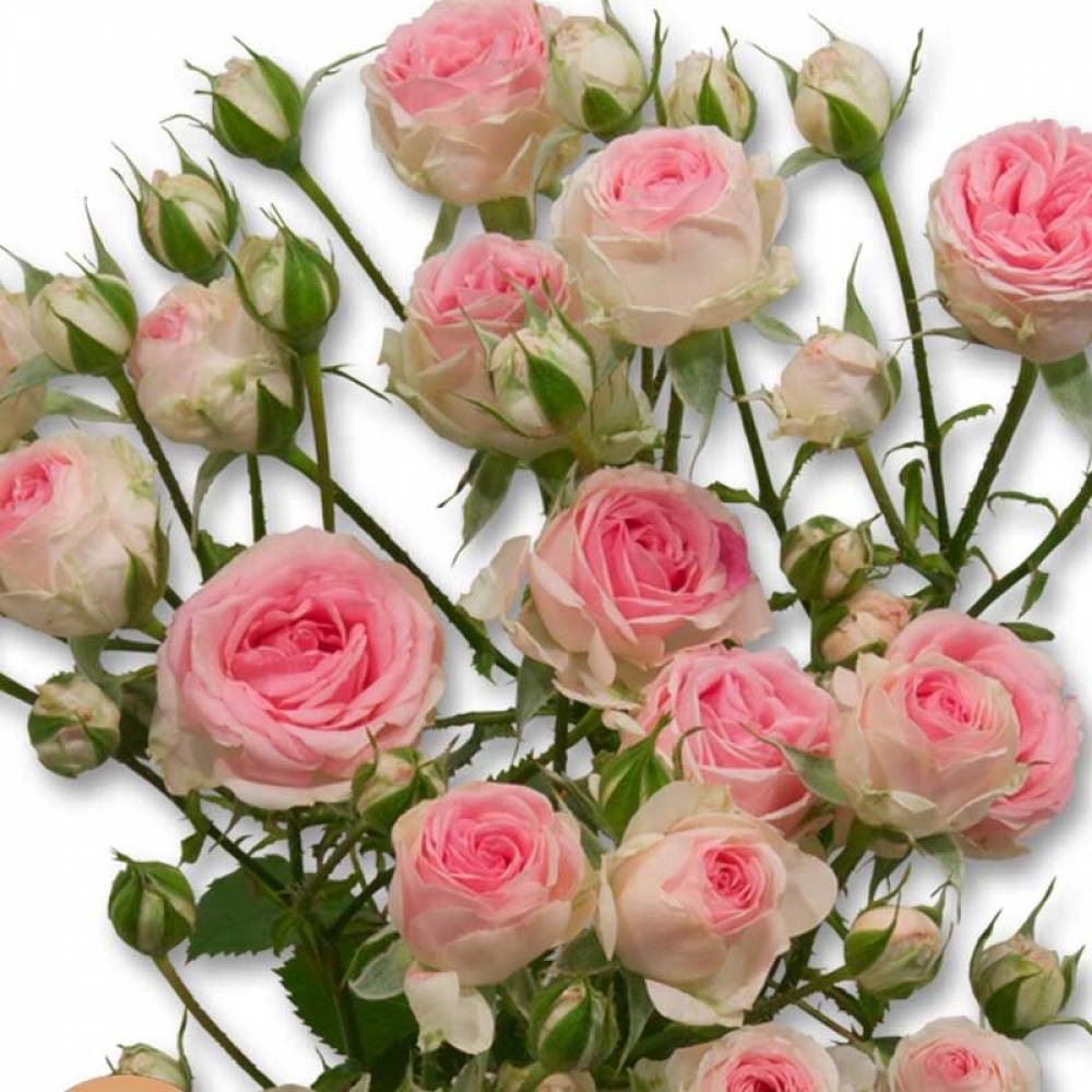 Роза мини спрей Кейт Линн (бел-роз, 80см), с3