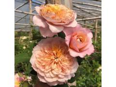 Роза японка чг Мияби-Ча (оранж, 100см), с4
