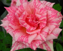 Роза чайно-гибридная Пинк Интуишн (Pink Intuition)