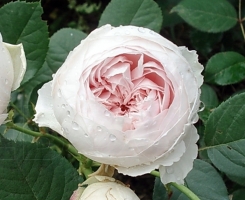 Роза флорибунда Герцогиня Кристиана (Herzogin Christiana)