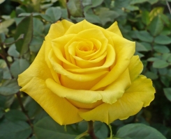 Роза чайно-гибридная Керио (Kerio)