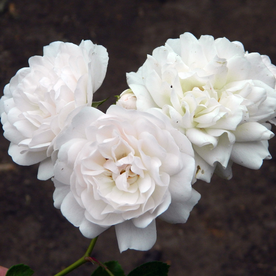 Роза флорибунда Аспирин (Aspirin Rose)