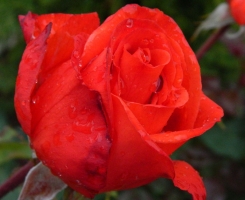 Роза чайно-гибридная Литке (Litke)