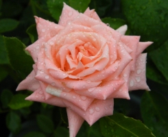 Роза чайно-гибридная Ангажемент