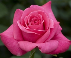 Роза чайно-гибридная Виен Роуз (Джиральдо, Giraldo, Vien Rose)