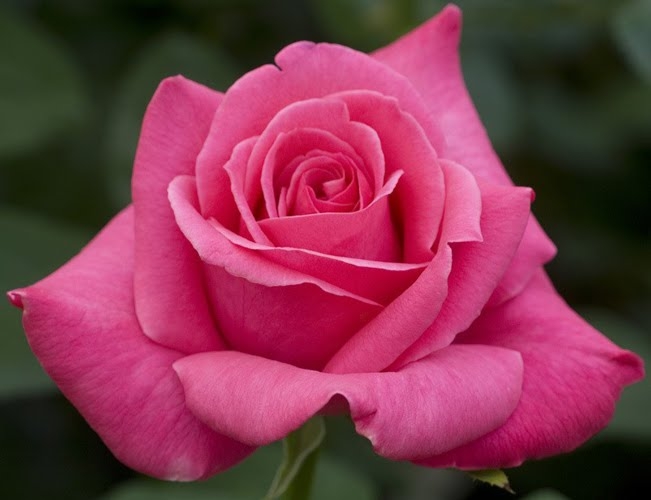 Роза чайно-гибридная Виен Роуз (Джиральдо, Giraldo, Vien Rose)
