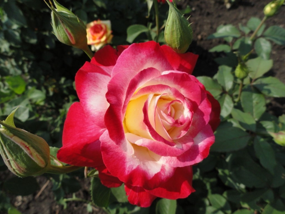 Роза чайно-гибридная Двойное удовольствие (Double Delight)