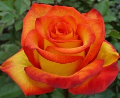 Роза чайно-гибридная Золотая магия (High Magic)