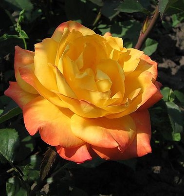 Роза чайно-гибридная Золотой Дракон