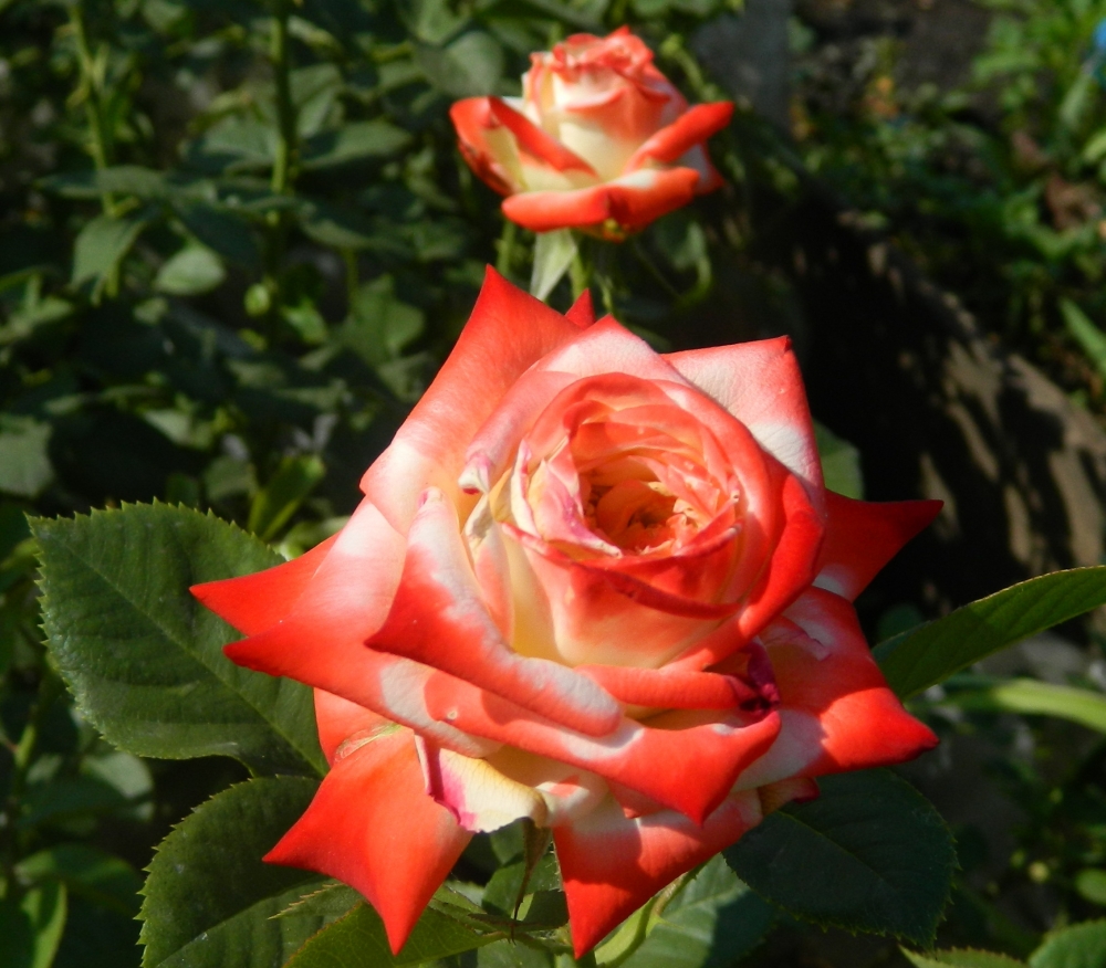 Роза чайно-гибридная Императрица Фара