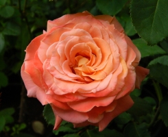 Роза чайно-гибридная Карнавал