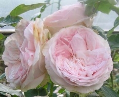 Роза английская Клер роуз (Claire Rose)