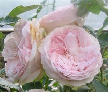 Роза английская Клер роуз (Claire Rose)