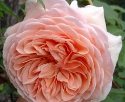Роза английская Вилльям Моррис (William Morris)
