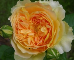 Роза английская Мулинекс (Molineux )
