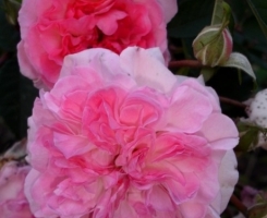 Роза английская Роузмур (Rosemoor)