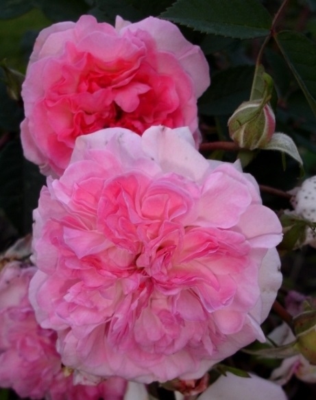 Роза английская Роузмур (Rosemoor)