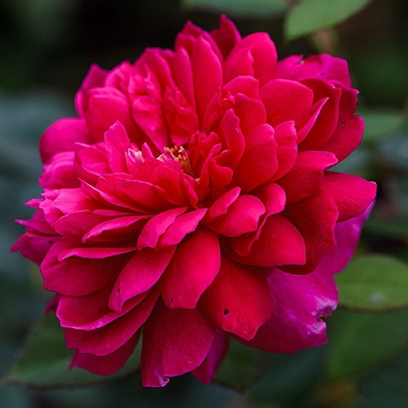 Роза английская Софи Роуз (Sophy’s Rose)