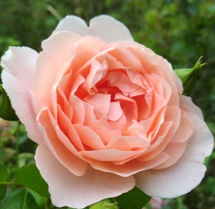 Роза английская Строубери Хилл (Strawberry Hill)