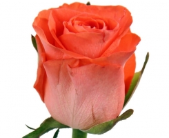 Роза чайно-гибридная Вау (Wow )