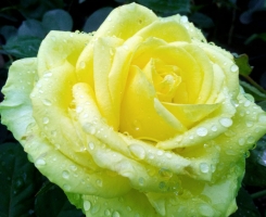 Роза чайно-гибридная Лимонад