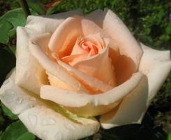 Роза чайно-гибридная Оссиана (Osiana)