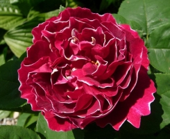 Роза парковая Барон Жирон де Лен (
Baron Girod de L’Ain)