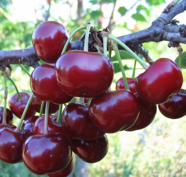 Вишня Тургеневская 