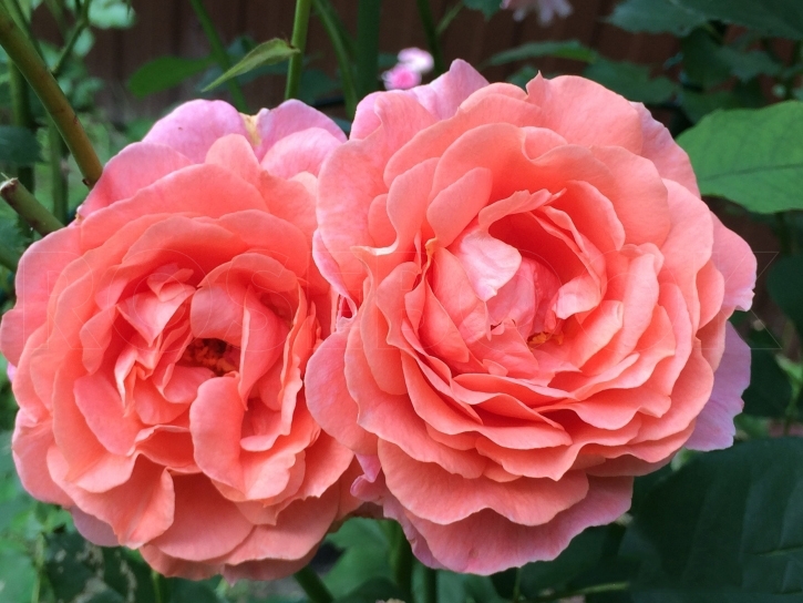 Роза плетист Алибаба