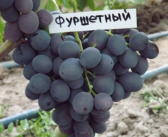 Виноград Фуршетный