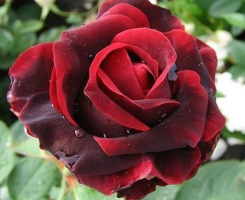 Роза чайно-гибридная Мадам Дельбар