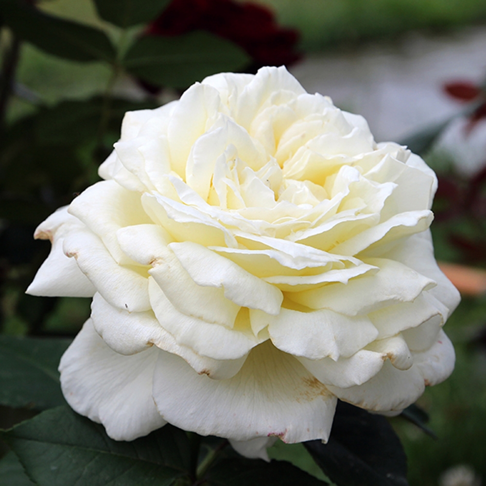 Роза чайно-гибридная Жанна Моро (Jeanne Moreau)