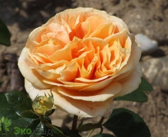 Роза чайно-гибридная Кендлайт (Candlelight)
