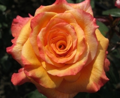 Роза чайно-гибридная Конго (Kongo)