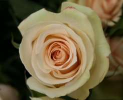 Роза чайно-гибридная Ла Перл (La Perla)