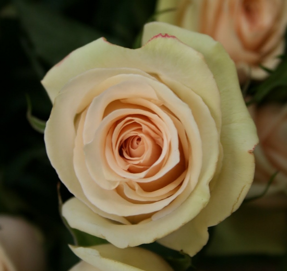 Роза чайно-гибридная Ла Перл (La Perla)