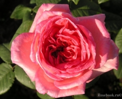 Роза чайно-гибридная Лив Тайлер (Комтесс де прованс, Comtesse de Provence)