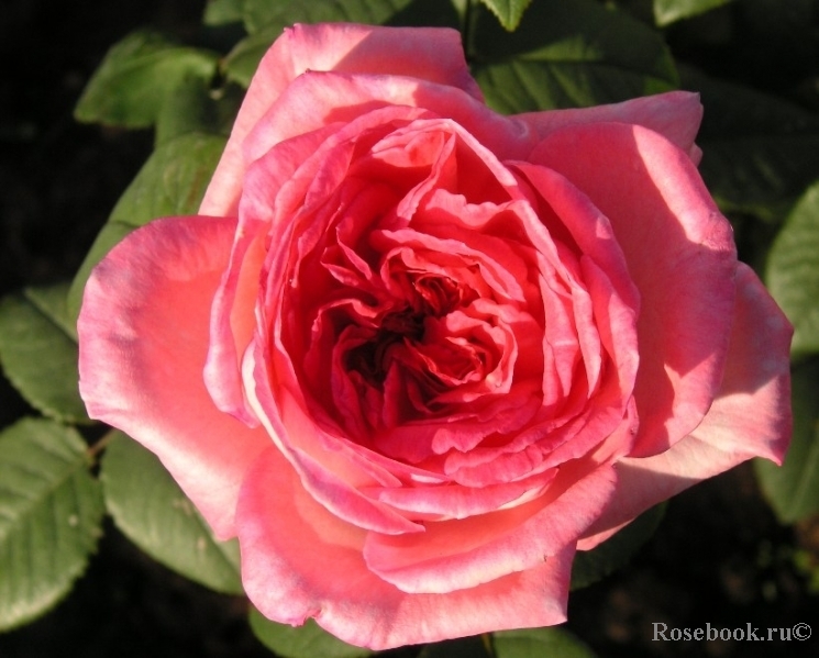 Роза чайно-гибридная Лив Тайлер (Комтесс де прованс, Comtesse de Provence)